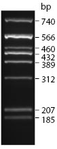 Multiplex PCR 5X Master Mix |