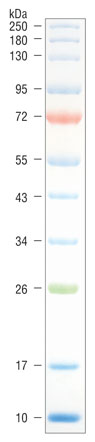 Color Prestained Protein Standard, Broad Range (10-250 kDa) |