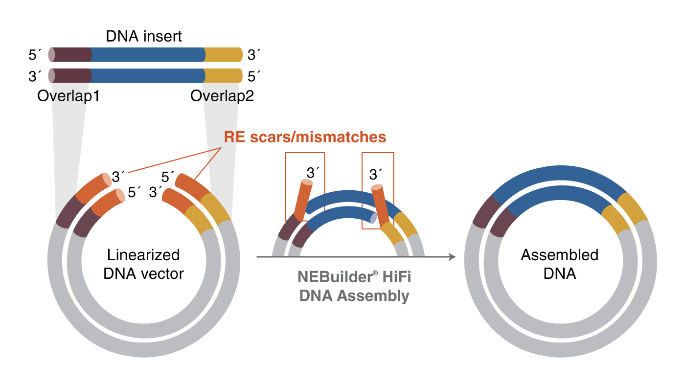 Four alternative and powerful cloning applications of NEBuilder HiFi ...