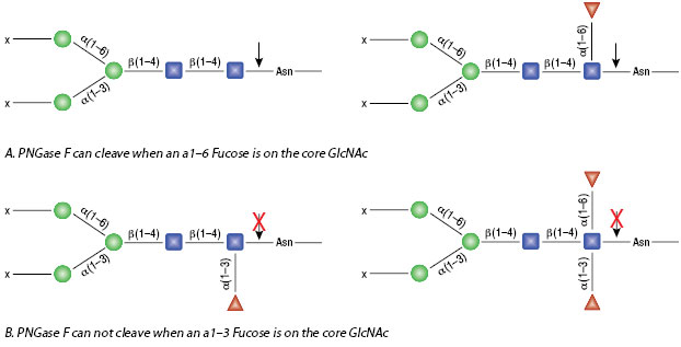 PNGase F is not able to cleave N-linked glycans from glycoproteins when the innermost GlcNAc residue is linked to an α1-3 Fucose residue (2). This modification is most commonly found in plant and some insect glycoproteins.