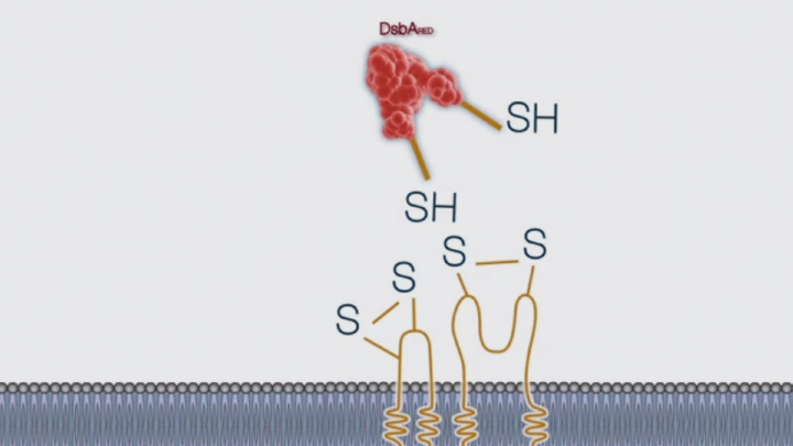 Disulfide bond formation is compartmentalized (2 of 4) | NEB