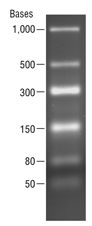 Low Range ssRNA Ladder  |