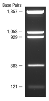 pBR322 DNA-BstNI Digest  |