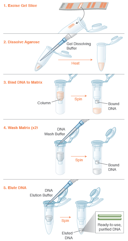 Monarch® DNA 胶回收试剂盒 | NEB