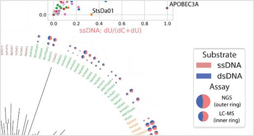 应用案例文章neb 科学家证明 rnase i 具有 ca2  依赖的双链 rnase