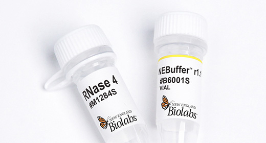 RNase 4 vials