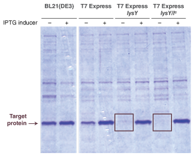 T7 Expression | NEB