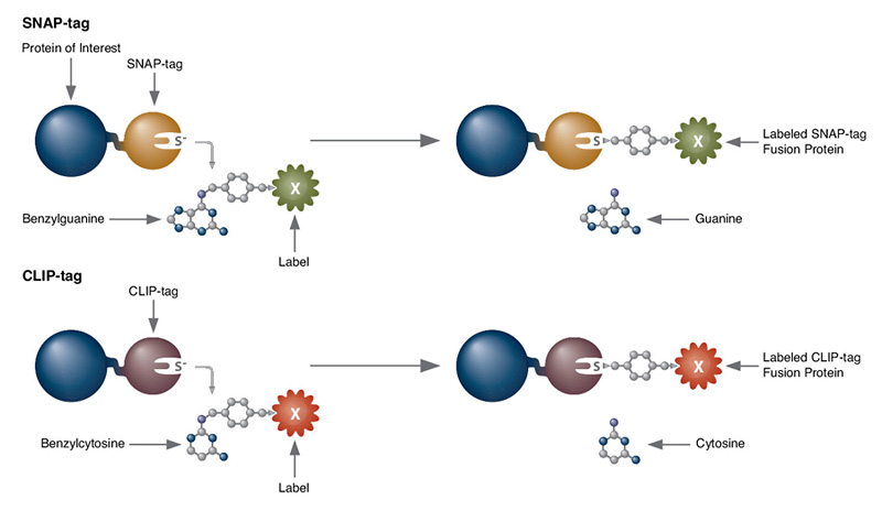 Protein Labeling Snap Clip | NEB