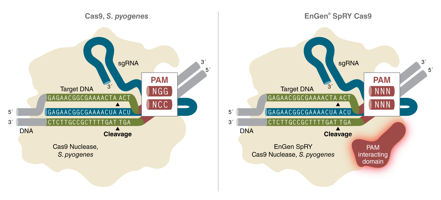 EnGen® SpRY Cas9 核酸酶 NEB