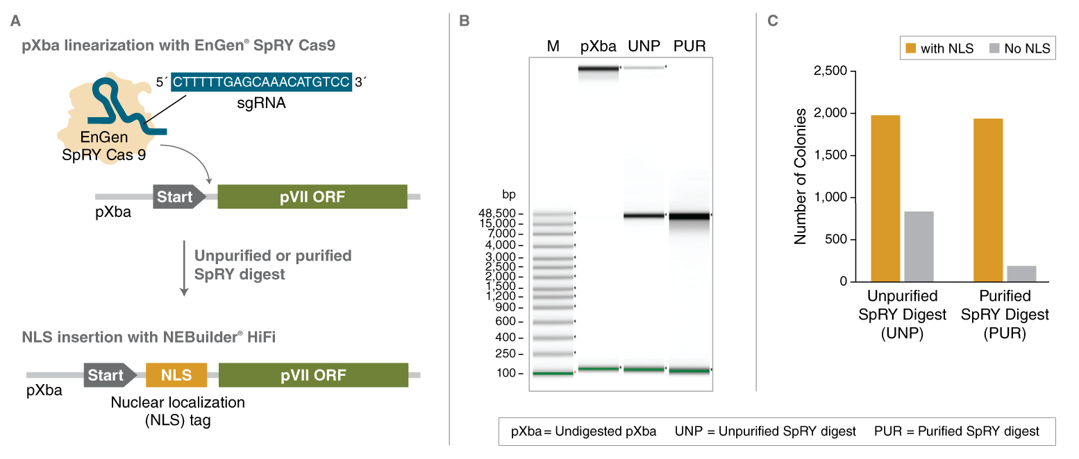 EnGen® SpRY Cas9 核酸酶 NEB