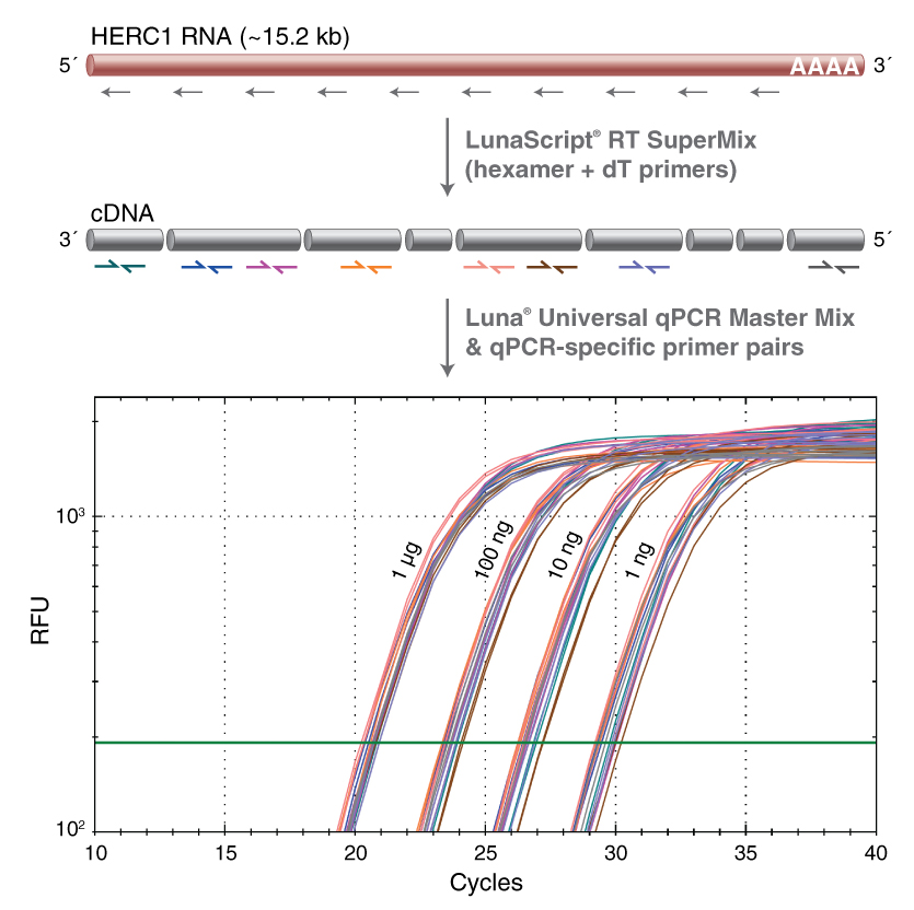 LunaScript® 反转录SuperMix 预混液| NEB