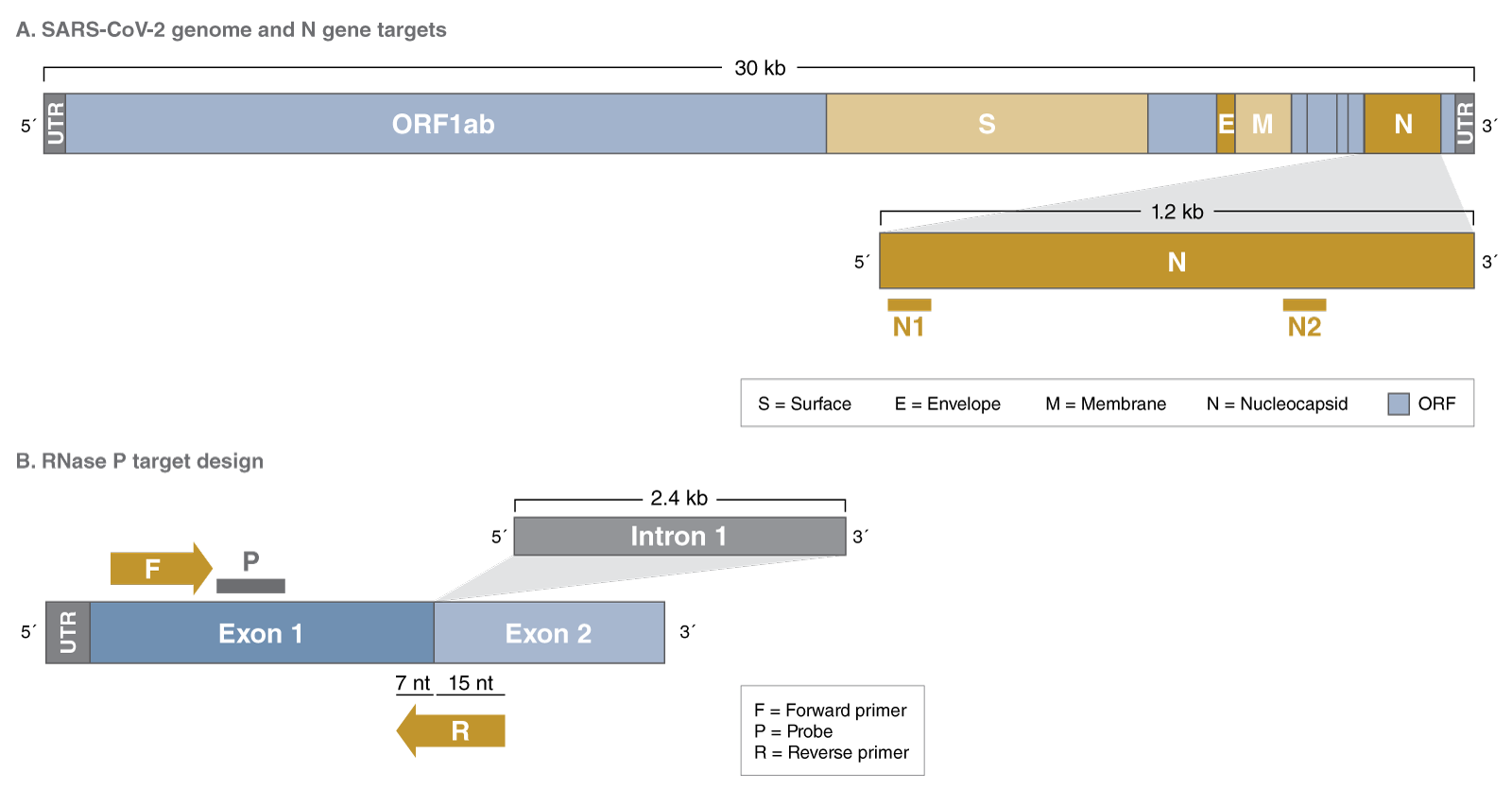 Is the sequence of the RNase P primer/probe set the same as the CDC? | NEB