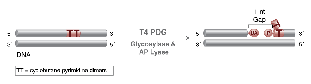 Activities of DNA Repair Enzymes and Structure-specific Endonucleases | NEB