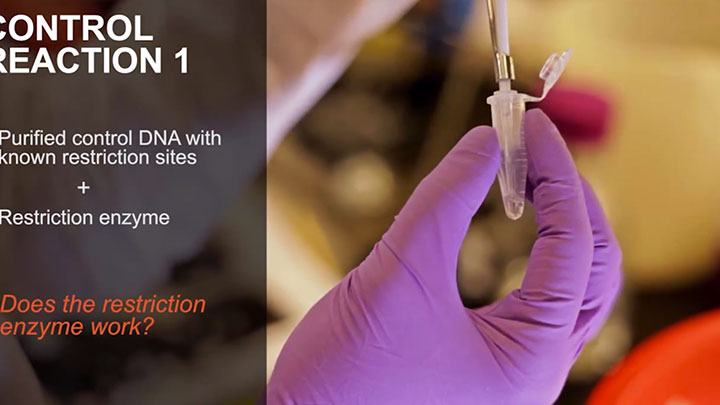 Restriction Enzyme Digestion | NEB