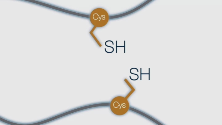 Disulfide bond formation in the periplasm of E. coli (3 of 4) | NEB