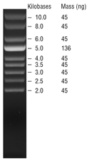 超螺旋 DNA Ladder | NEB